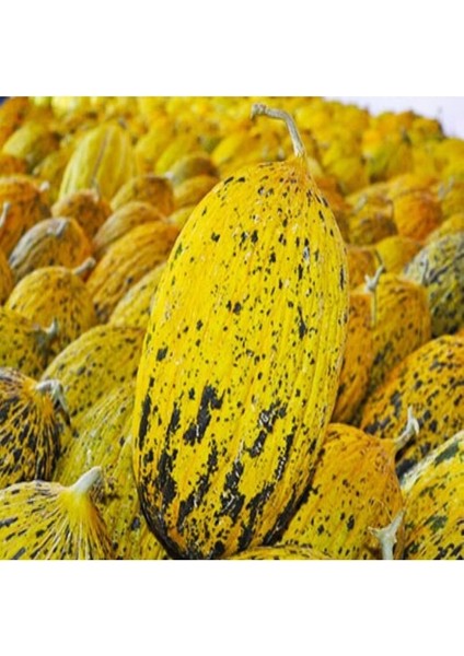 50 Adet Tohum Organik Hobi Bahçe Kırkağaç Kavun Tohumu Orjinal Bal Kavun