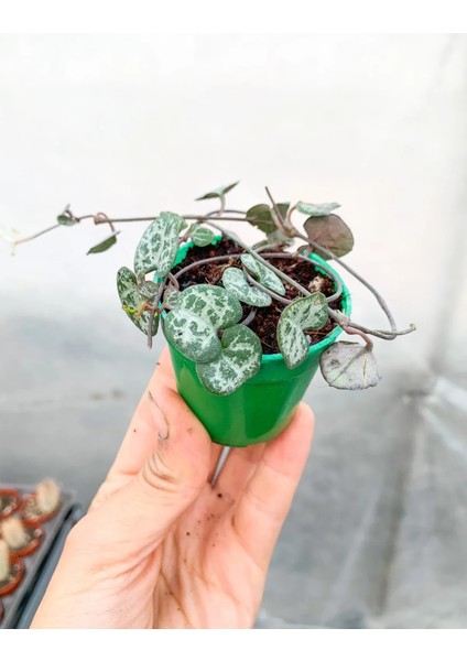 Ceropegia Woodii - Kalp Kalbe Karşı - Ev Ofis Salon İç Mekan Bitkisi fiyatları
