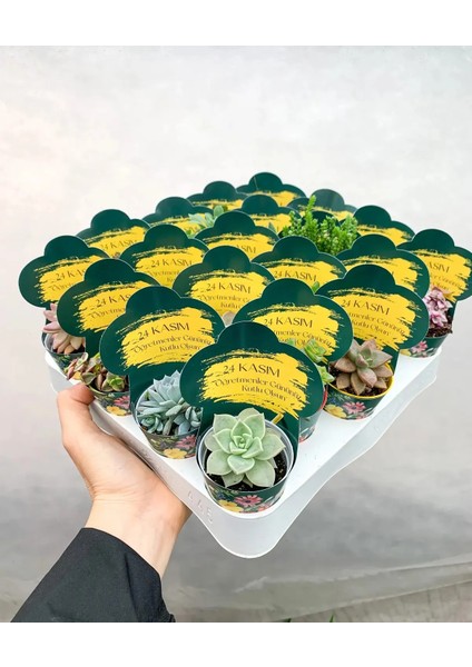 25 Adet Öğretmenler Günü Özel Etiketli Karışık Sukulent Set