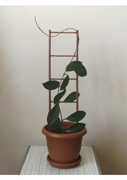 Saksı Içi Dekoratif Bitki Merdiveni (50 Cm)