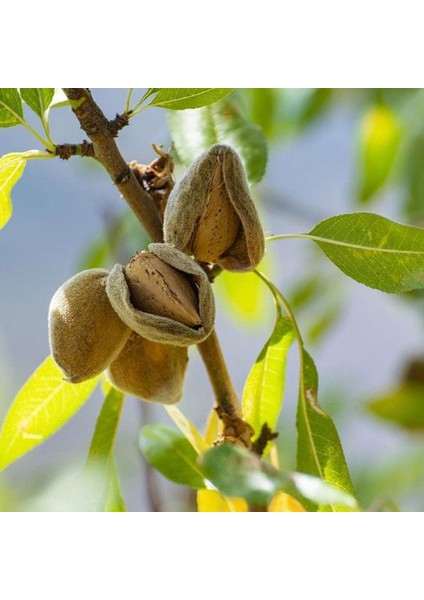 Elazığ Çiğ İç Badem 1 KG (Kilitli Ambalajda)