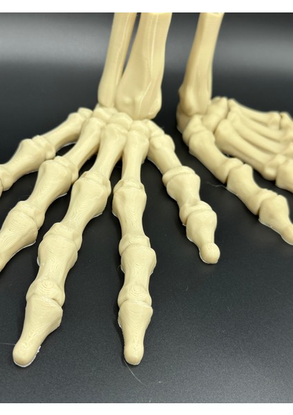 AnatomiIskelet Model (El) fiyatları