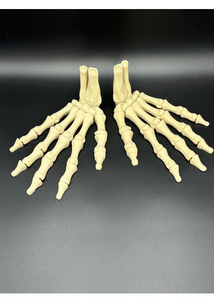 AnatomiIskelet Model (El) modelleri