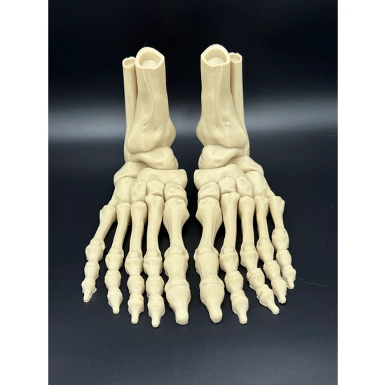 KemX3D Anatomi Iskeletmodel Ayak