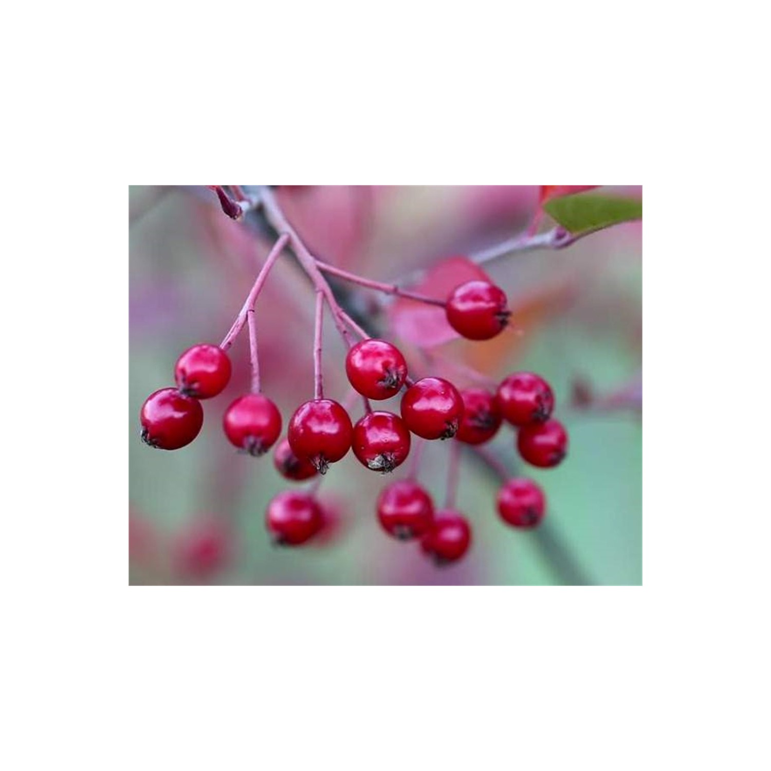 Aronia Meyvesi Nedir Aronya Meyvesi Neye İyi Gelir Aronia Meyvesi Nedir Aronya Meyvesi Neye İyi Gelir