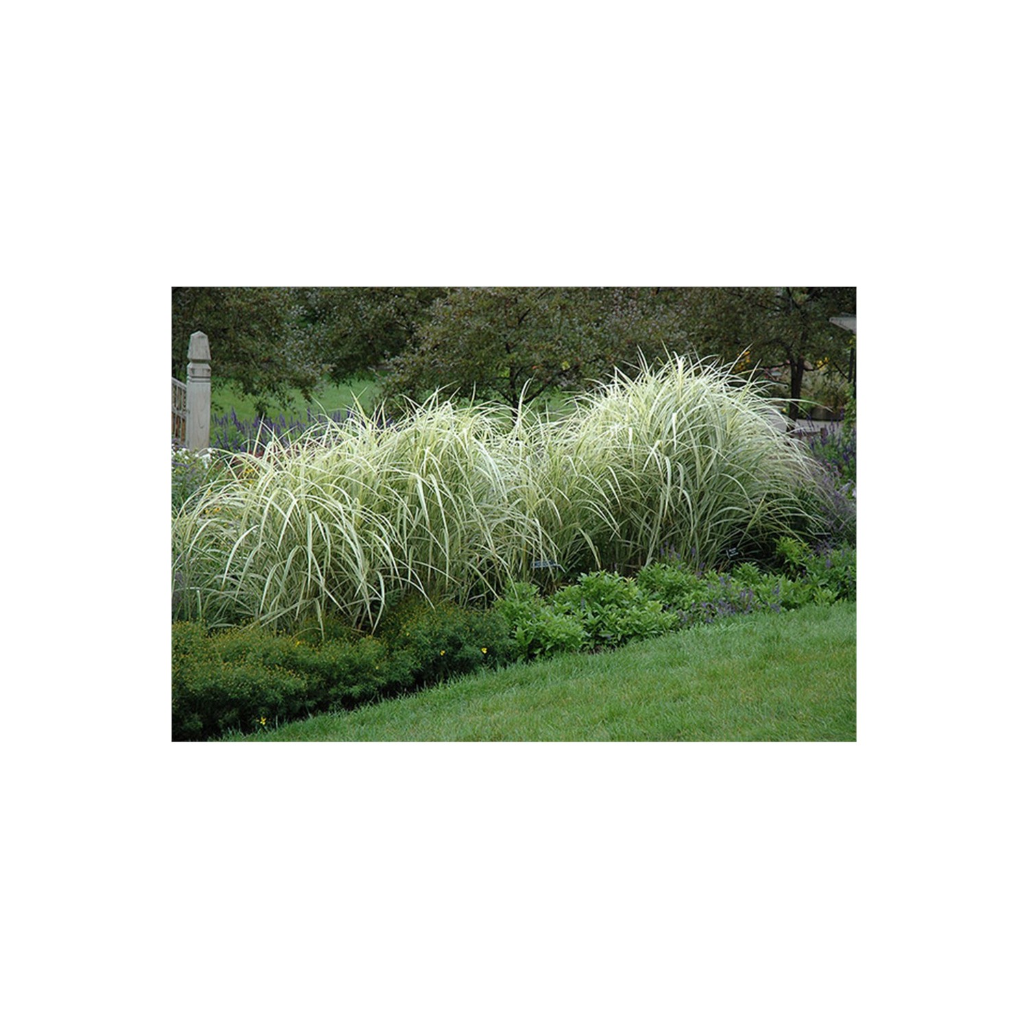 Miscanthus - Çin kamışı 94