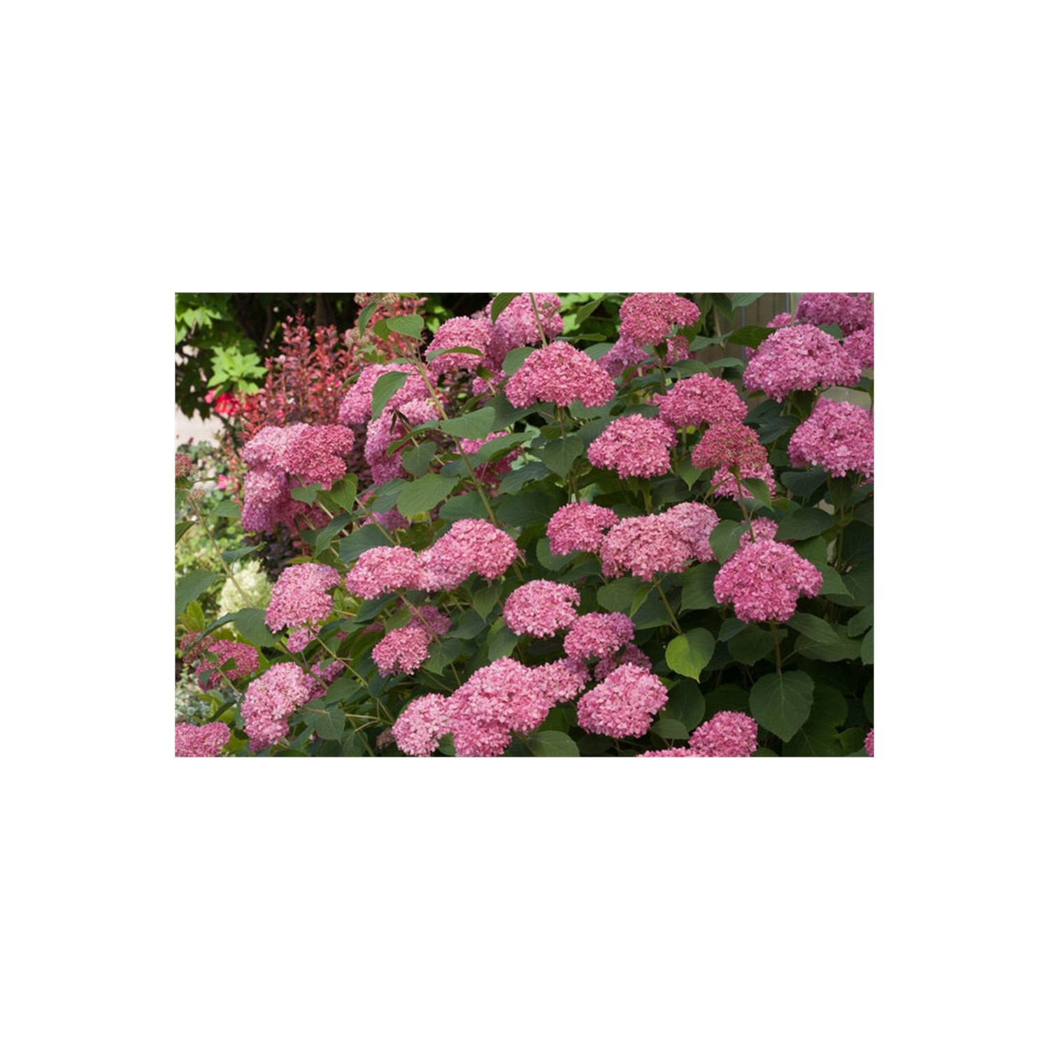 1001fidan Hydrangea Arborescens Pink Annabelle Ortanca Fiyatı