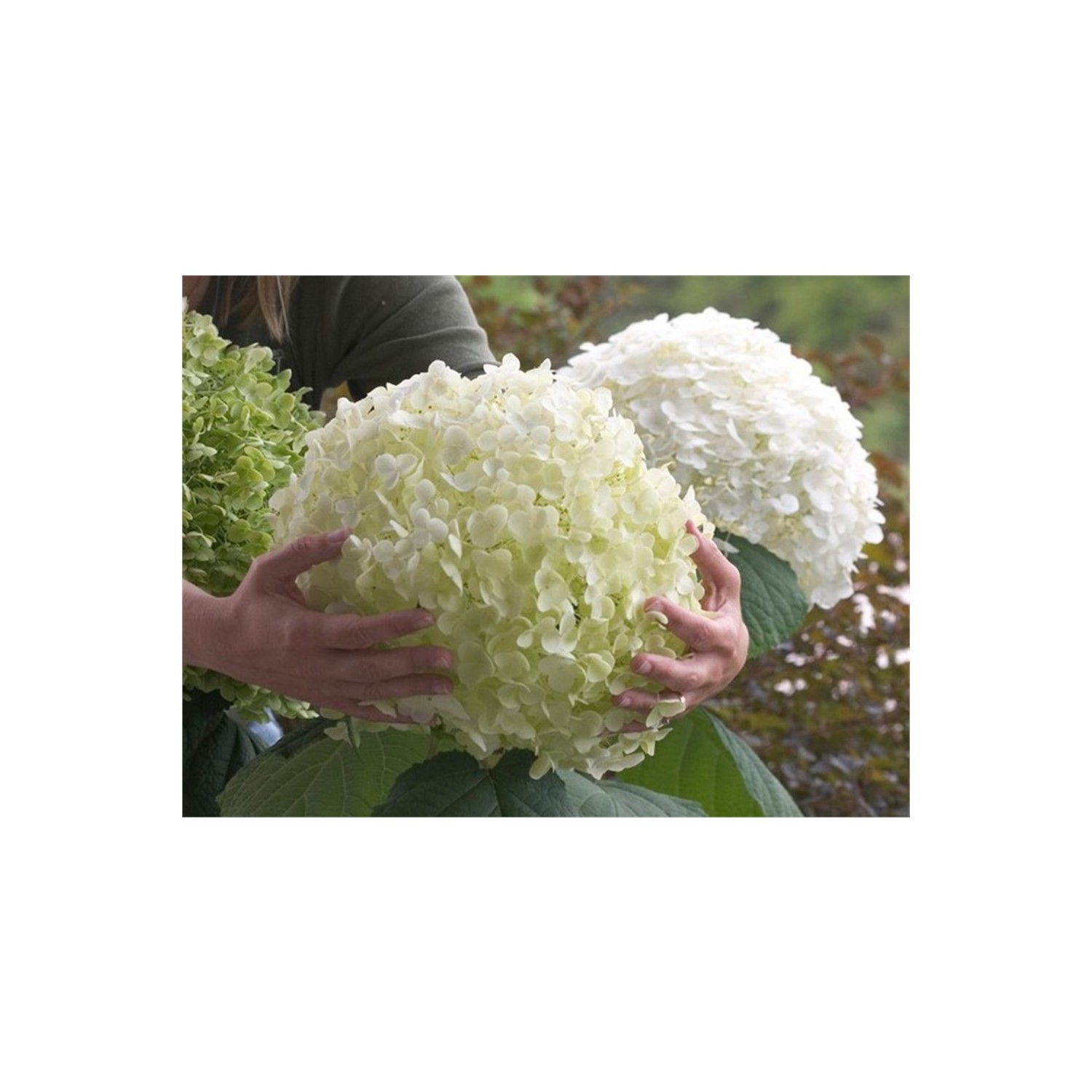 1001fidan Hydrangea Arborescens Strong Annabelle® Ortanca Fiyatı