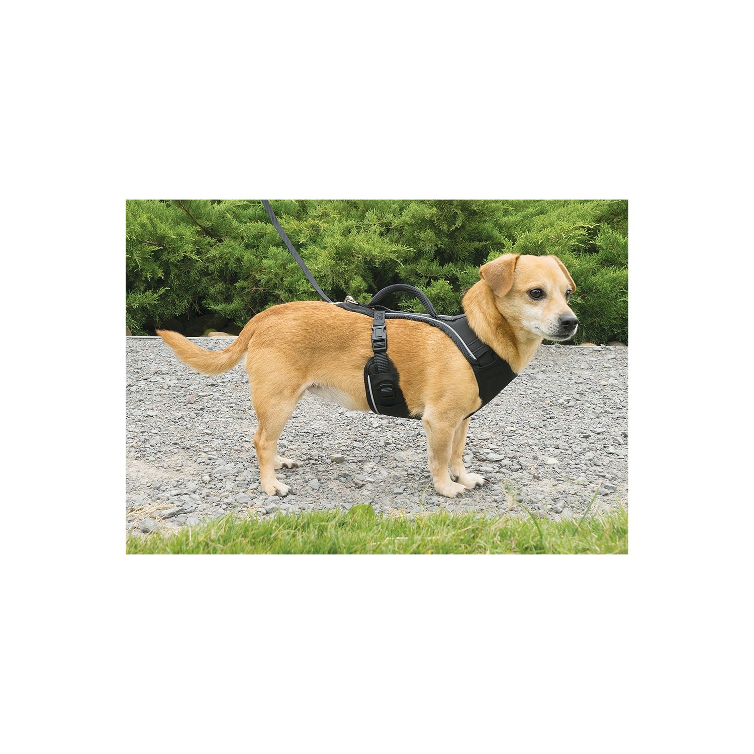 Easy Sport™ Harness Siyah Köpek Tasması Extra Small ( Fiyatı