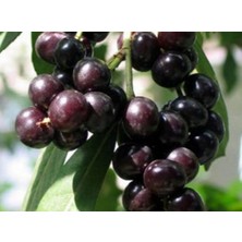 Fidanova Saksıda Karayemiş Fidanı 3 Yaş