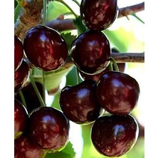 Fidanova Kiraz Fidanı Ziraat900 (Napolyon) Aşılı, Tüplü