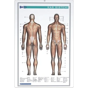 35x50 Kabartma Kas Sistemi Haritası