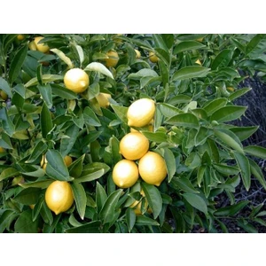 Ceran Tarım Limon Fidanı Yediveren