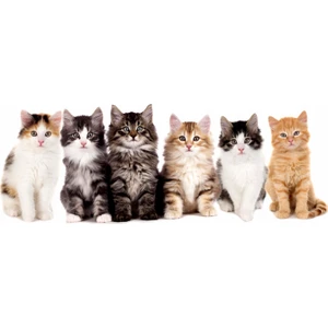 Yorkadesign Plaj Havlusu Kedi Desenli