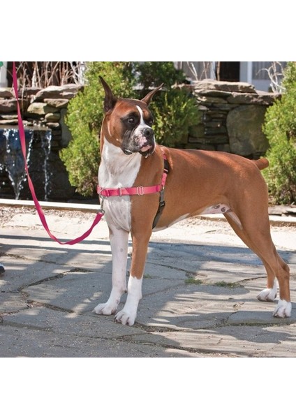 Easy Walk™ Harness Pembe Köpek Göğüs Tasması - Medium ( 51 - 71 cm )