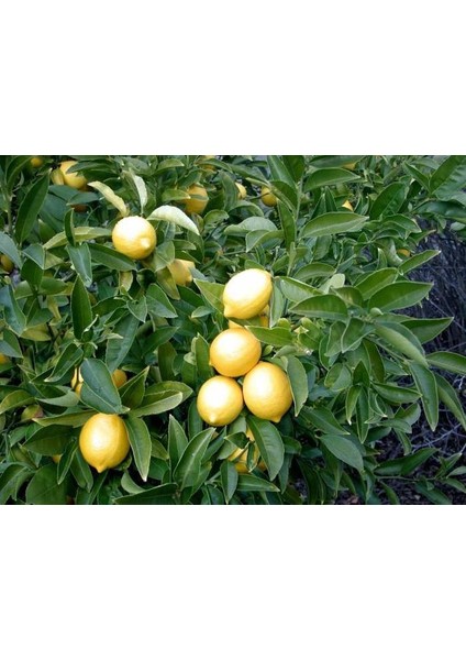 Limon Fidanı Yediveren