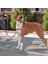 Easy Walk™ Harness Pembe Köpek Göğüs Tasması - Medium ( 51 - 71 cm ) 2