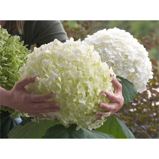 1001fidan Hydrangea Arborescens Strong Annabelle® Ortanca Fiyatı