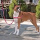 Easy Walk™ Harness Pembe Köpek Göğüs Tasması - Medium ( 51 - 71 cm )