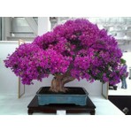 Naturel Tohum Bonsai Begonvil Tohumu  Yüksek Verim Özellikli Organik Tohum