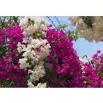 Naturel Tohum Bonsai Gökkuşağı Begonvil Tohumu