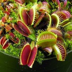 Naturel Tohum 20 Adet Venüs Fly Trap Tohumu Organik Sinek Kapan Bitkisi İçin Kolay Yetiştirme
