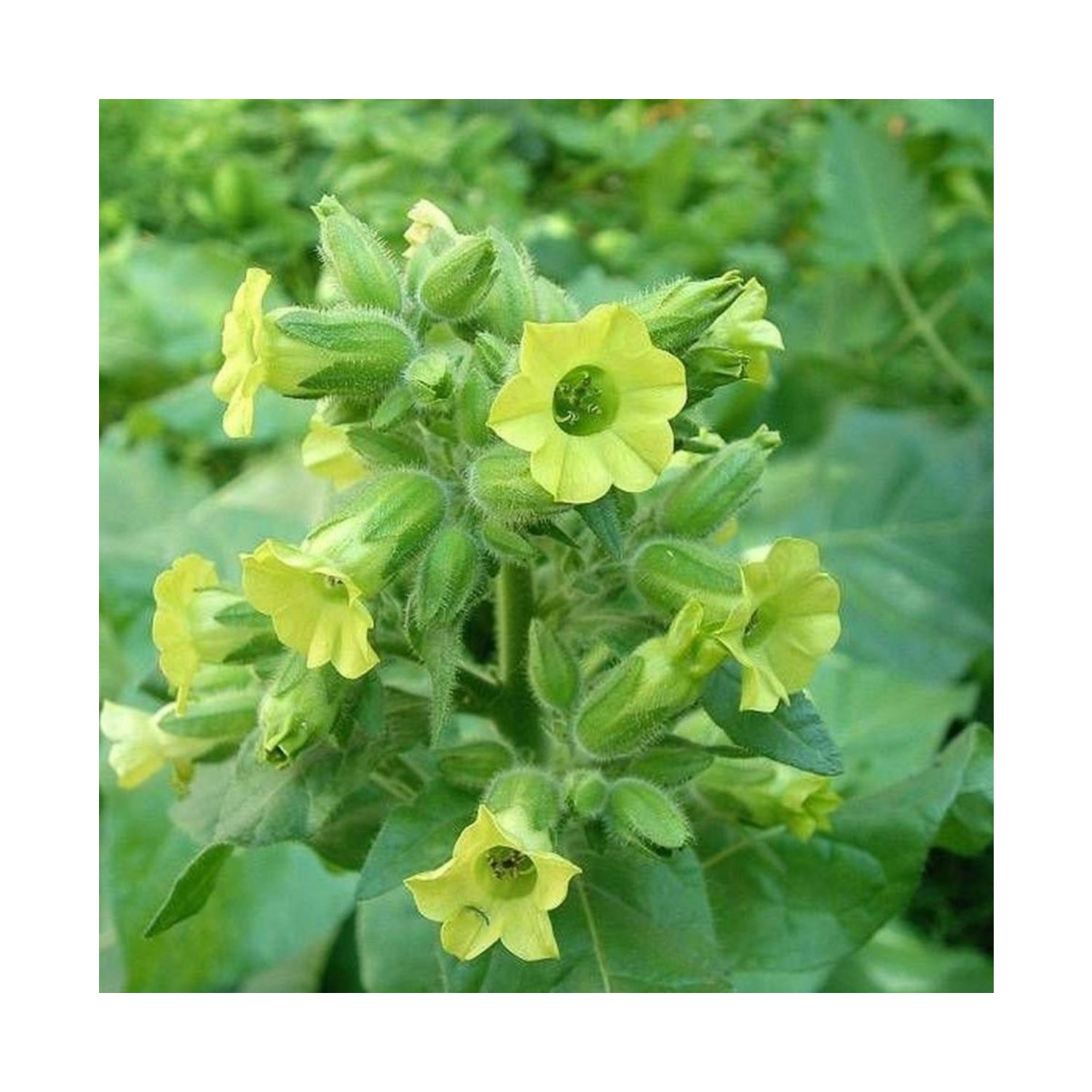 Nicotiana Rustica / табак деревенский