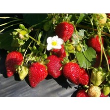 Ucuzluk Diyarı Albion Çilek Fidesi Taze Söküm ve Açık Köktür 100'lü