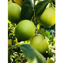 Dökme Ürünler Evimde Bahçem Yeşil Renkte Taze Limon 7 kg