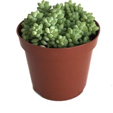 Betonish Sedum Burrito (Sukulent)
