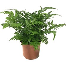 Betonish Polystichum Tsussimense (Eğrelti Otu)