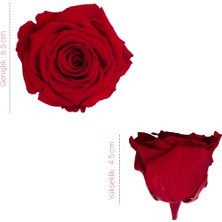 Rose Amor Solmayan Gül 6 'lı Paket