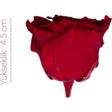 Rose Amor Solmayan Gül 6 'lı Paket