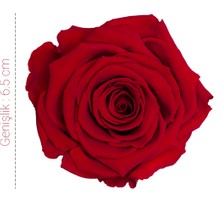 Rose Amor Solmayan Gül 6 'lı Paket