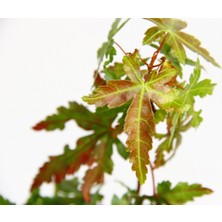 Tunç Botanik Japon Akçaağacı Acer Palmatum