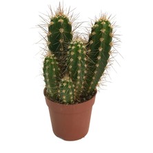 Betonish Neocardinazia Herzogiana (Kaktüs)