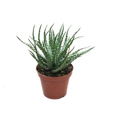 Betonish Aloe Humilis (Kaktüs)