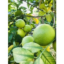 Evim Bahçem Tüplü Limon Fidanı 2 Yaş 80-100 cm Aşılı Limon Fidanı