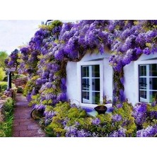 Mor Salkım Fidanı - Wisteria Sinensis