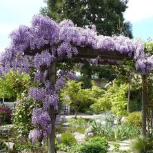 Mor Salkım Fidanı - Wisteria Sinensis