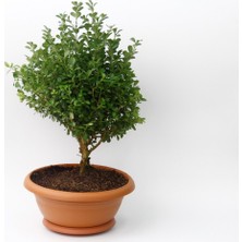 Bonsai Şimşir Fidanı - Hediyelik Ev Ofis Bitkisi