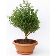 Bonsai Şimşir Fidanı 2 Adet - Hediyelik Ev Ofis Bitkisi