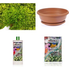 Bonsai Pitosporum Seti (Fidan+Bonsai Saksı+Toprak +Bitki Besini)