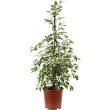 Mor Dekor Benjamin Starlight