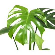 Mor Dekor Monstera Deliciosa - Deve Tabanı - Ev ve Ofis Bitkisi