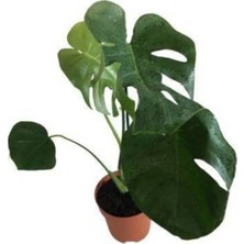 Mor Dekor Monstera Deliciosa - Deve Tabanı 70 cm