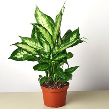 Mor Dekor Kamilya Difenbahya Saksı Çiçeği Iç Mekan 45 cm