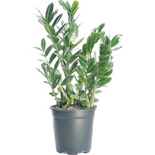 Mor Dekor Zamioculcas Zambia Zamia 40-50 cm 21CM'LIK Saksı Yetkişkin