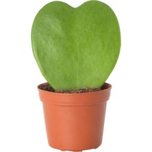 Mor Dekor Hoya Kerrii Şans Kalbi Saksı Çapı 5,5 cm Ev Bitkisi