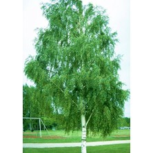 Huş Ağacı Fidanı - Betula Pendula